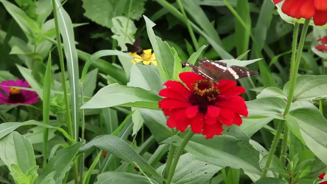 12 | Retour : l'avenir de la biodiversité