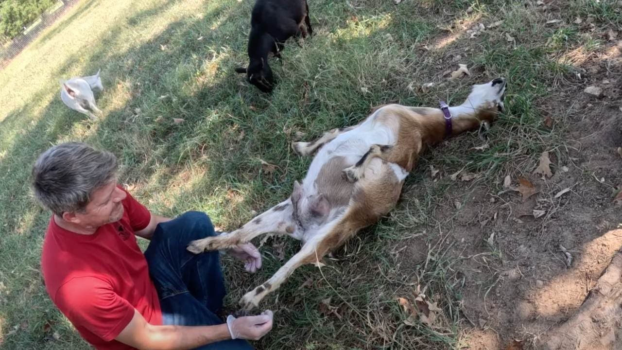 Most Dramatic Goat Birth Ever | Three Little Goats Homestead Vlog