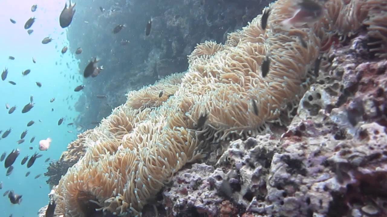 An awesome day at Sail Rock Koh Tao's Best Dive Site!