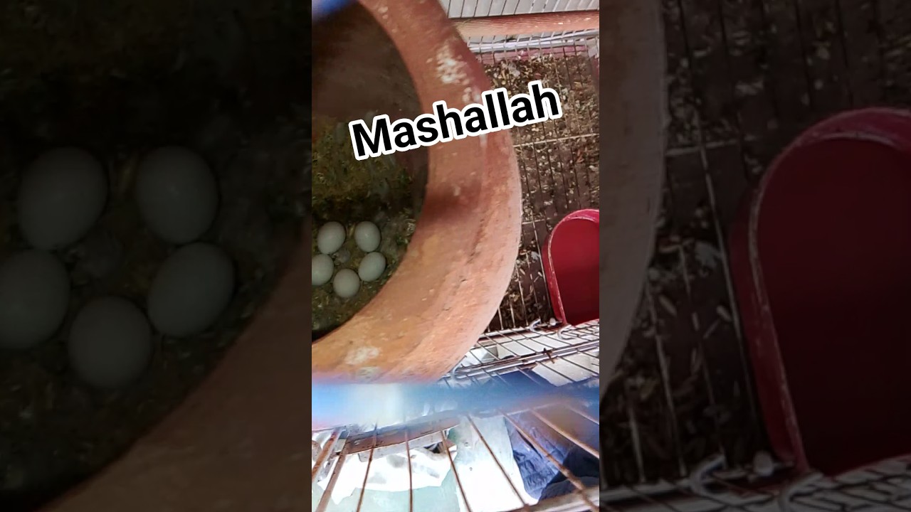 SM lahore pets #subscribe #parrot #🦜