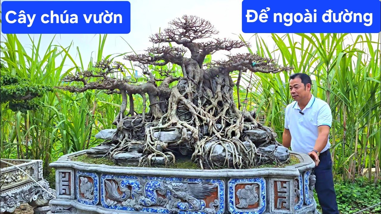 Tại sao cây Chúa vườn lại để ngoài đường thế này ? 