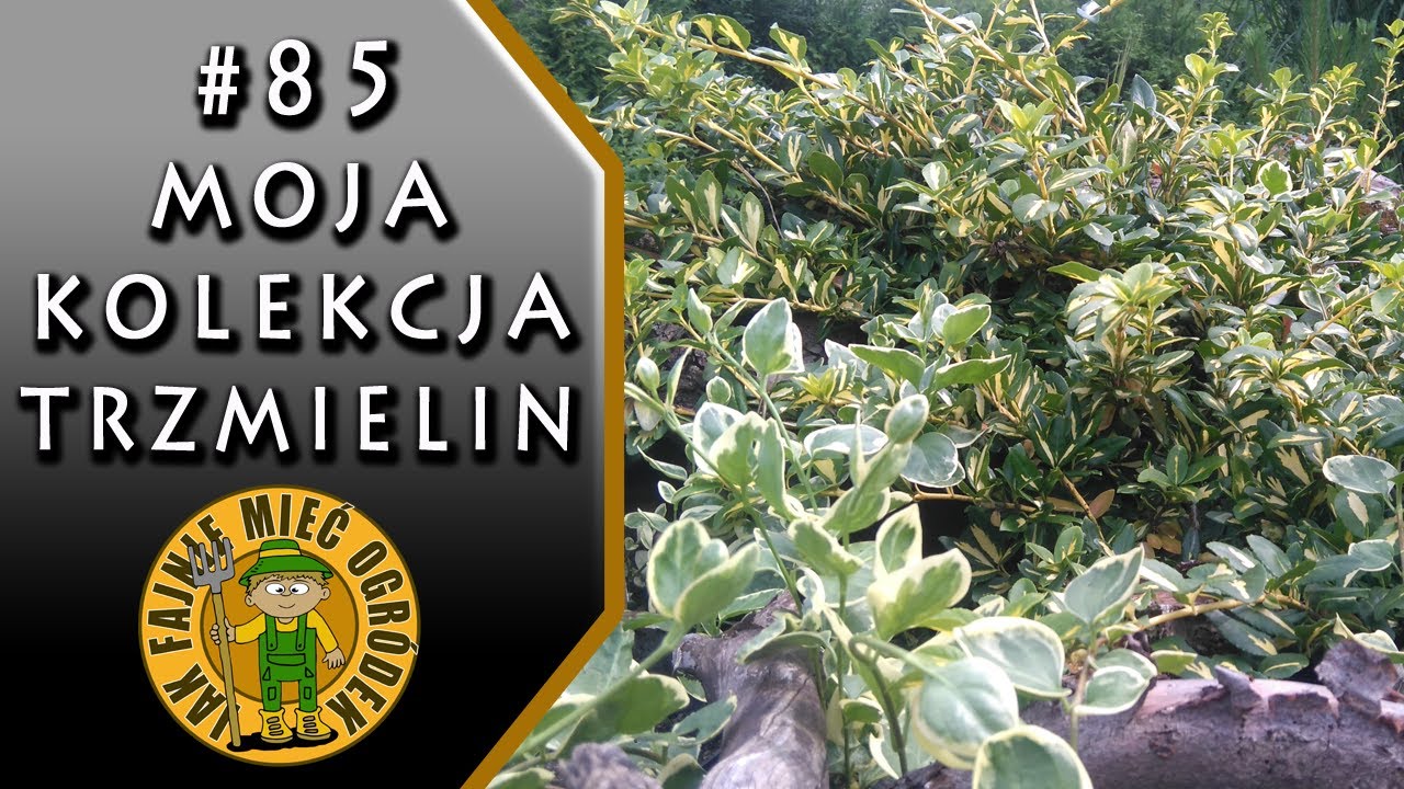 #85 Jak rosną trzmieliny na mojej rabacie?