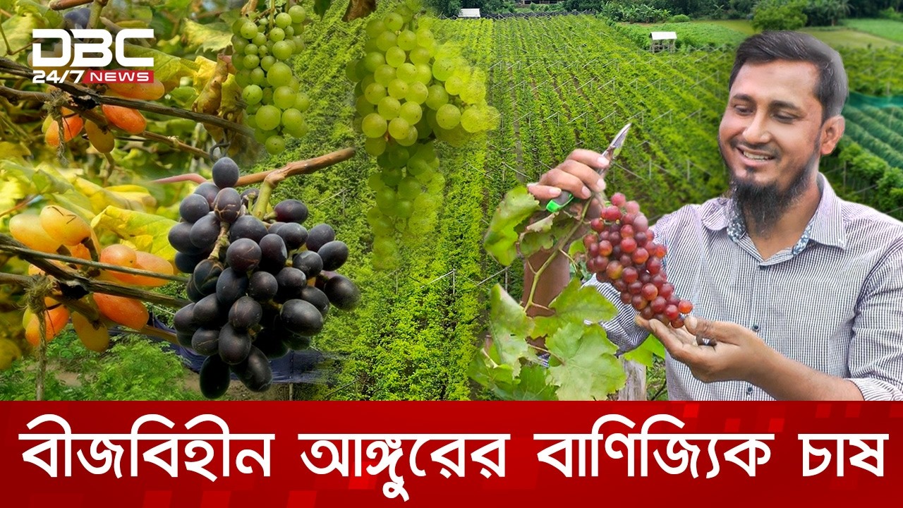 দেশেই সম্ভব বিদেশি আঙ্গুরের ফলন | আগামীর কৃষি | DBC NEWS Special