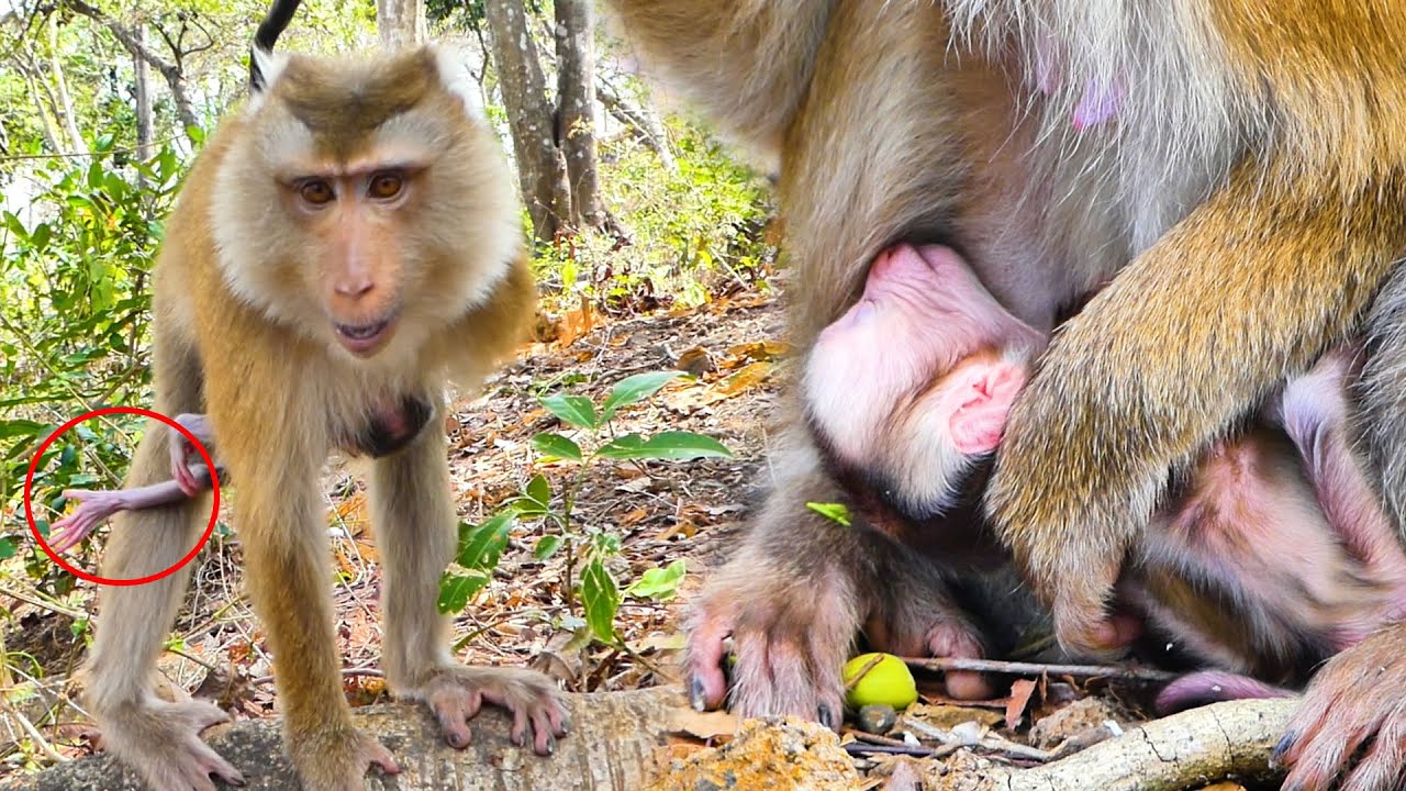 Sad and Pity...Newborn baby monkey of Mommy monkey SAHSA low power, Wish you have good health.
