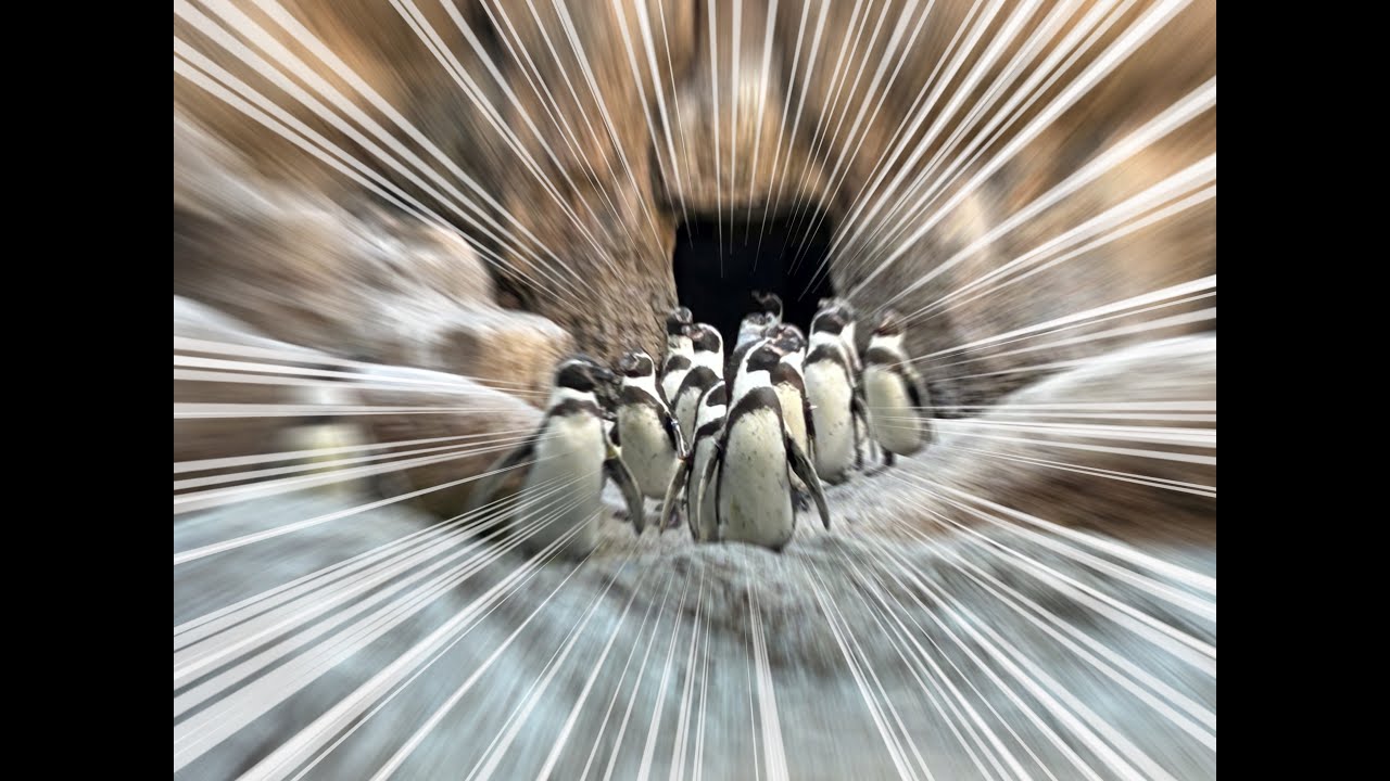 【圧倒的、羽数】フンボルトペンギンにエサを与えますよ！
