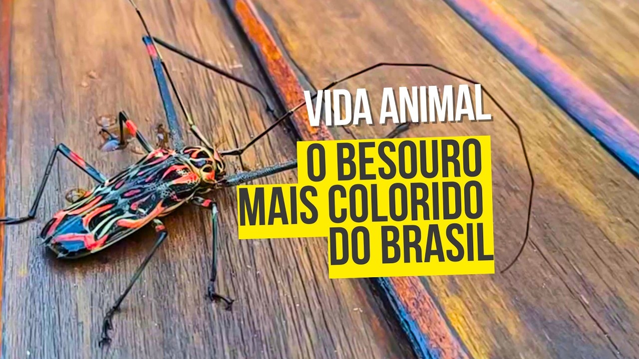 Vida animal: Besouro arlequim-da-mata, o mais colorido do Brasil