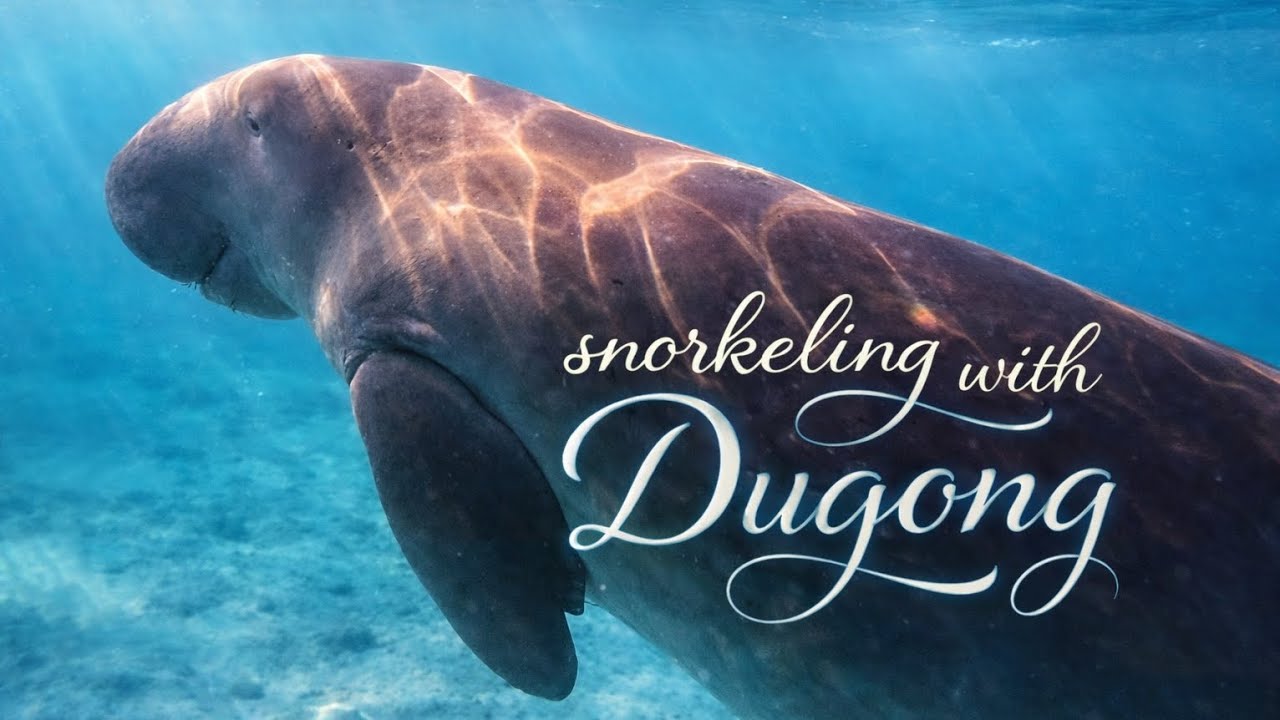 Snorkeling with Seacow / Dugong in Marsa Mubarak #snorkeling #seacow #dugong #masamubarak #travel 