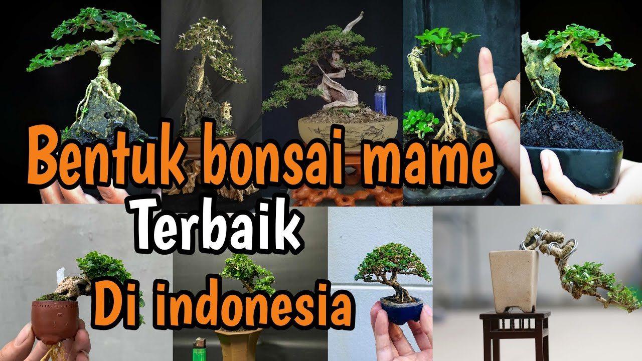 Kumpulan bermacam bentuk bonsai mame terbaik di indonesia || Ipenk Real Life