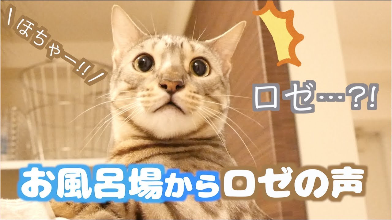 ルトのロゼが好きな理由ににゃむにゃむが止まらない…！