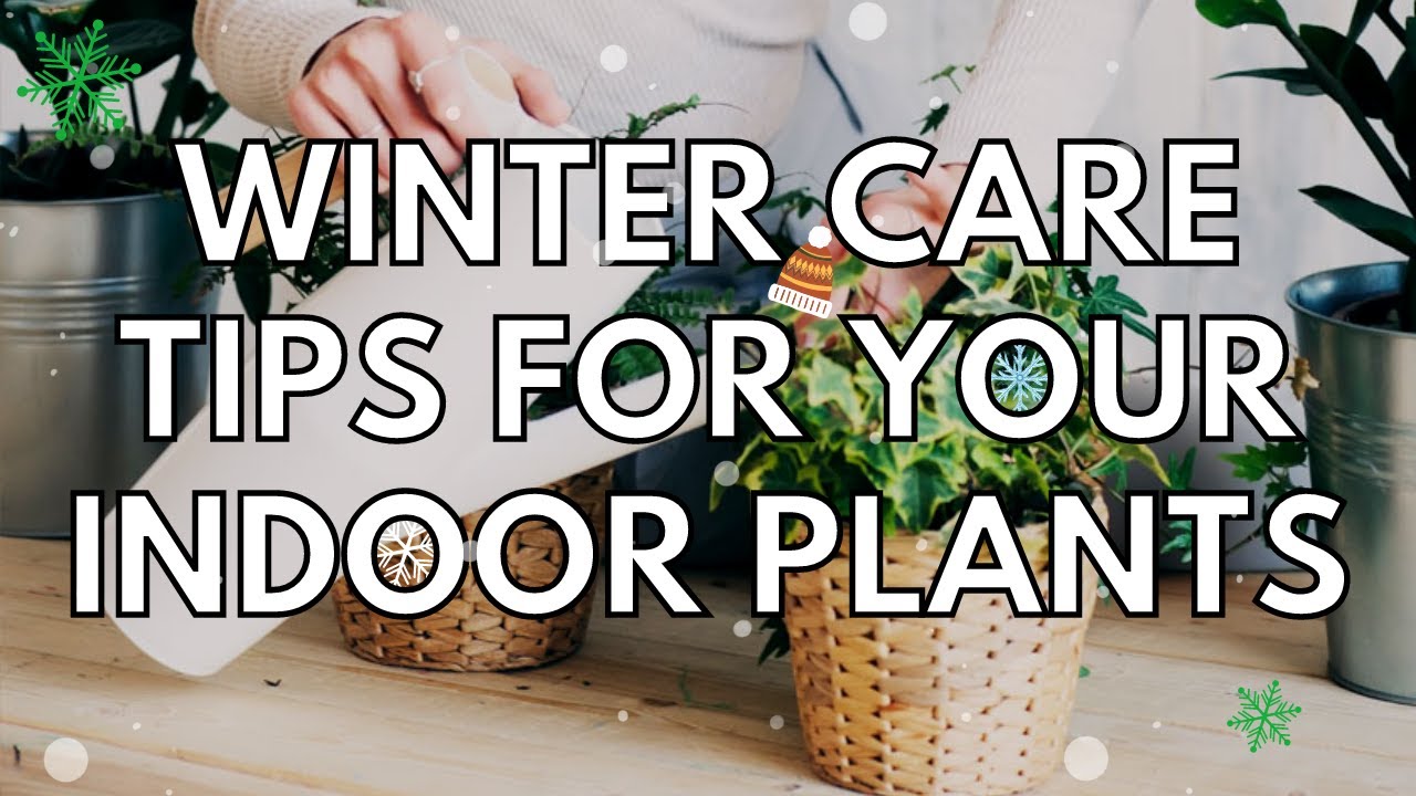 5 Winter Care tips for your loving Indoor Plants | Tricks to take care of house plants during winter