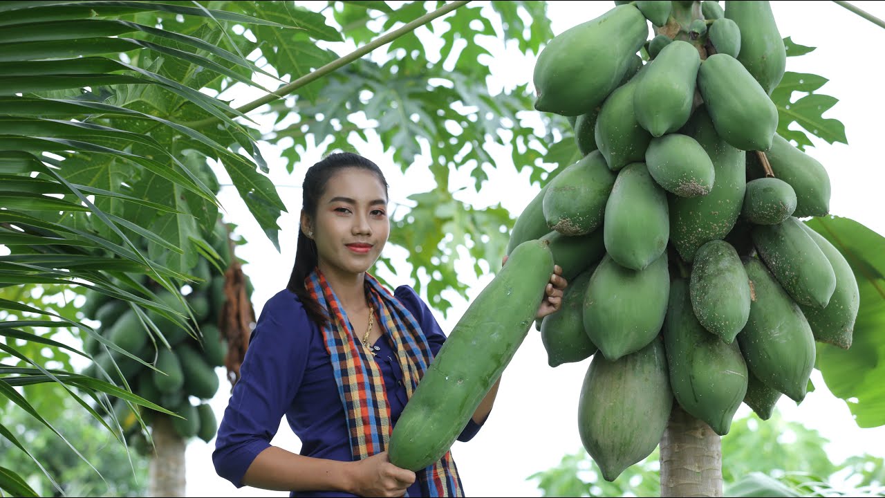 Pick papaya in my homeland - Healthy fruit