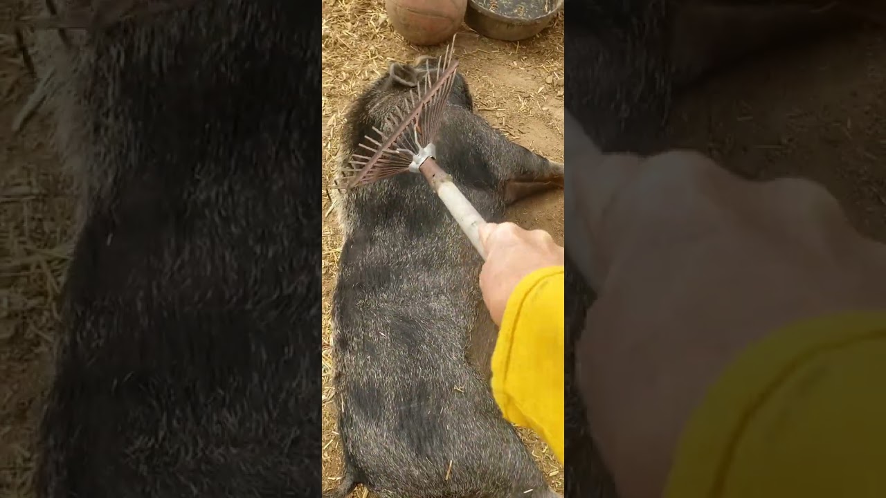 How to brush a PIG. #youtubeshorts #youtube