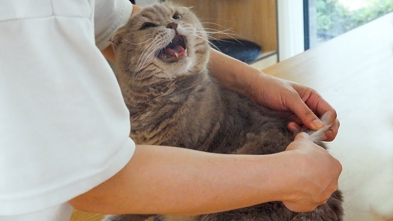 Одно касание — и крик! 🙀 Колтуны у нашей кошки: Муж пришел на помощь!