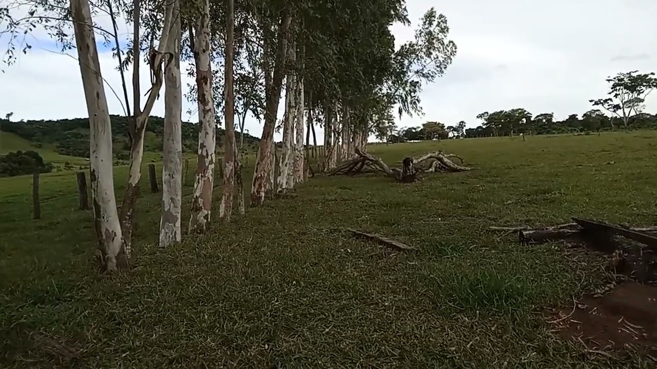 Sistema Silvipastoril no sítio  contribui com o meio ambiente. 
