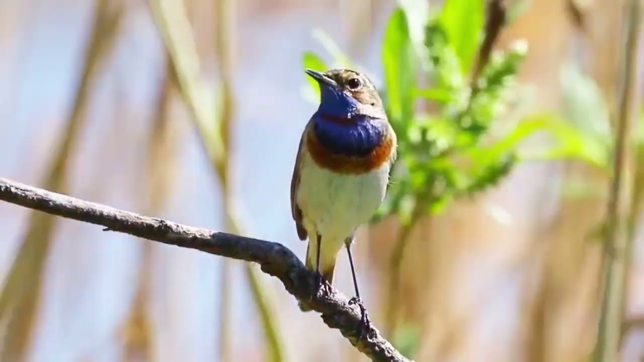 The Bluethroat’s Magical Song in the Wild
