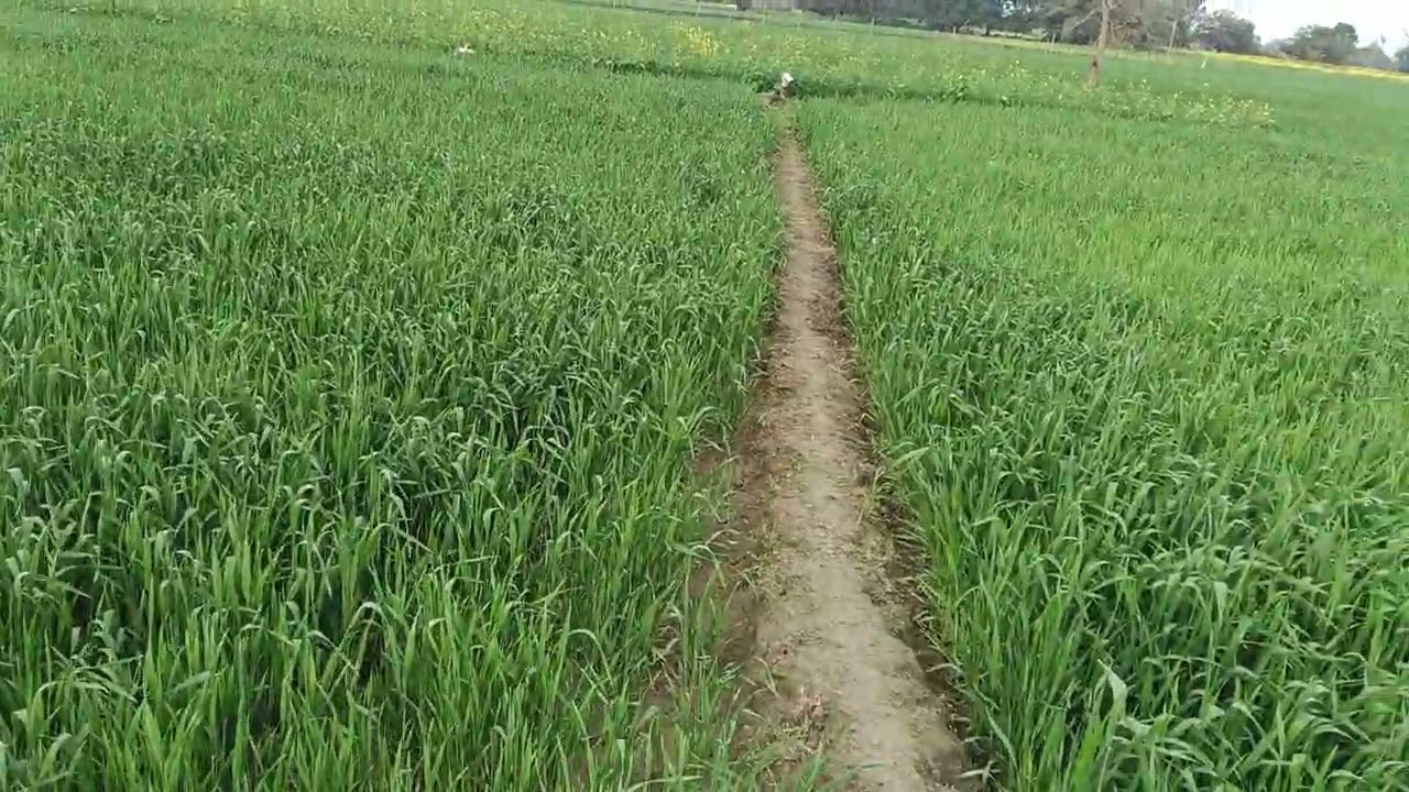 किसान की फसल की हरियाली ही किसान की असली खुशी  !!!!!