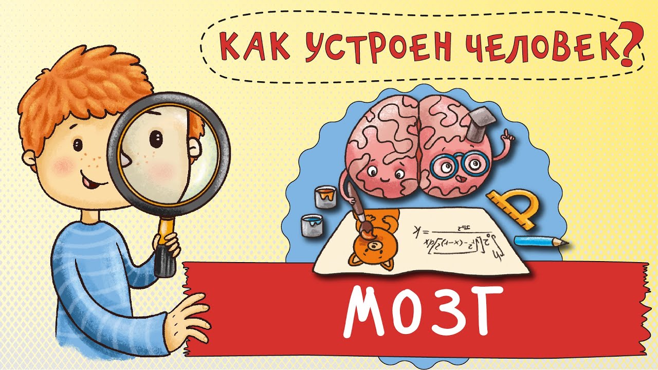 Как устроен человек. Как работает твой мозг &ndash; центр управления нашим организмом!