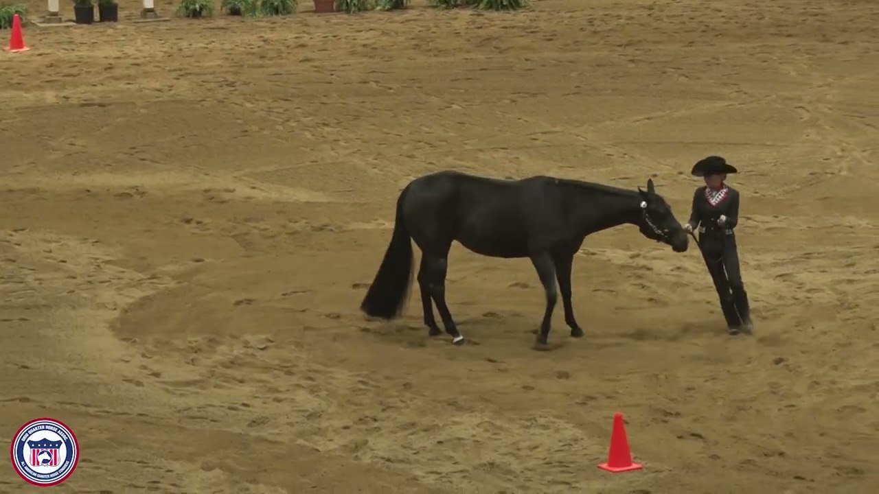 2024 Quarter Horse Congress Youth Showmanship 12 14 Madeline Langlois on Remember Me Good