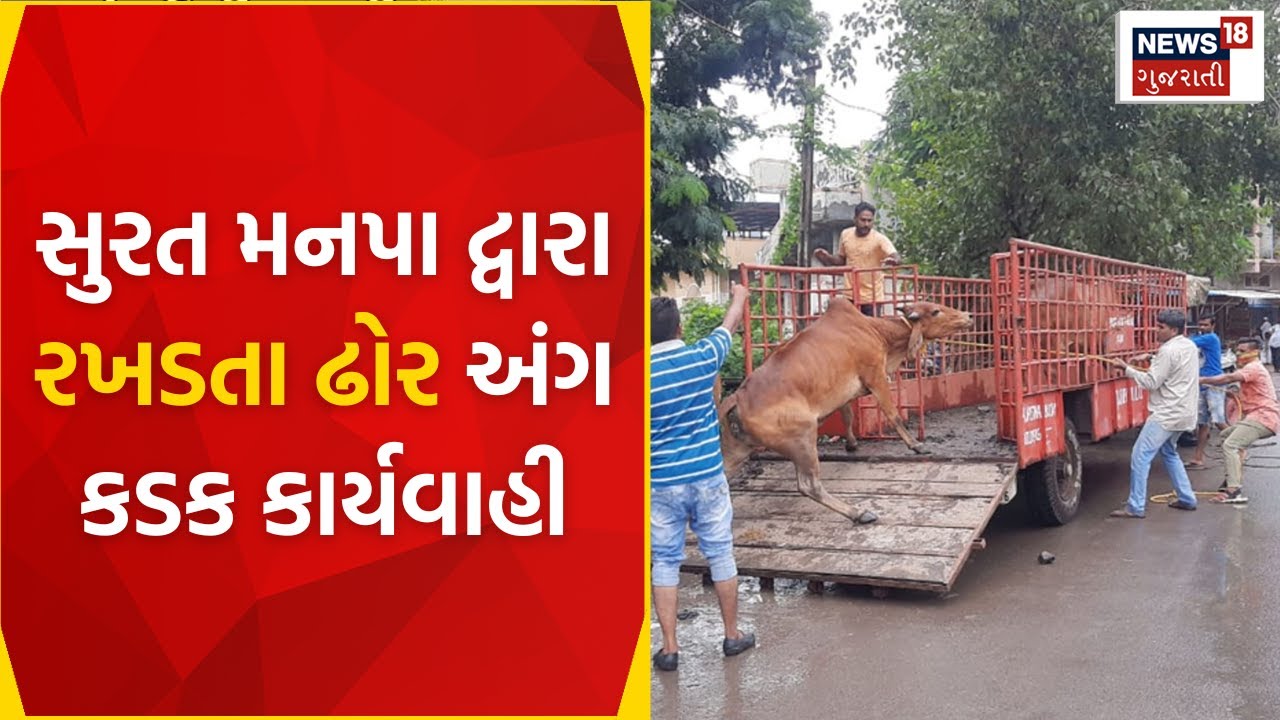 Surat News : સુરત મનપા દ્વારા રખડતા ઢોર અંગ કડક કાર્યવાહી | Surat Municipal Corporation | News18
