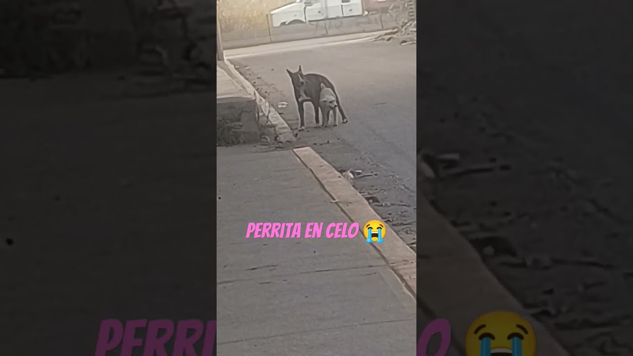 perrita en celo 🥺 la monto ese perro grande. urge Esterilizar. tienen diferentes due&ntilde;os 💔 as&iacute; viven