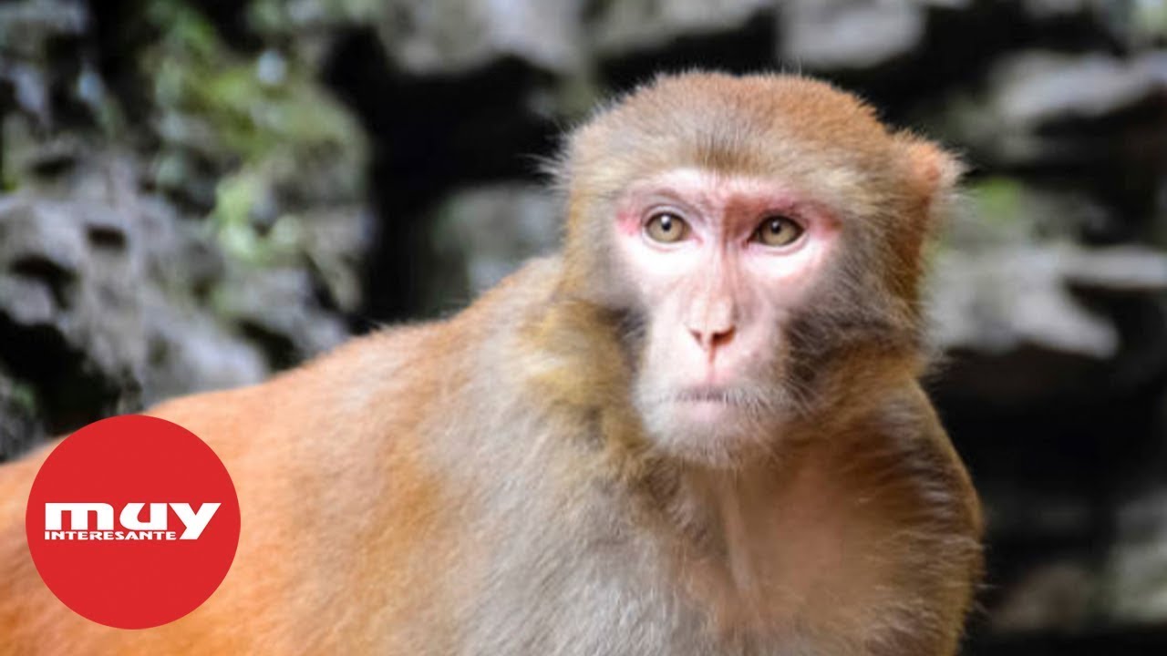 Científicos implantan genes humanos en monos rhesus