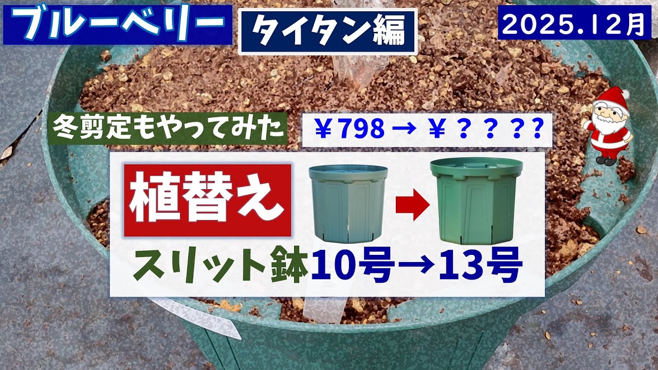 ブルーベリー栽培：タイタン植替え（10号→13号）