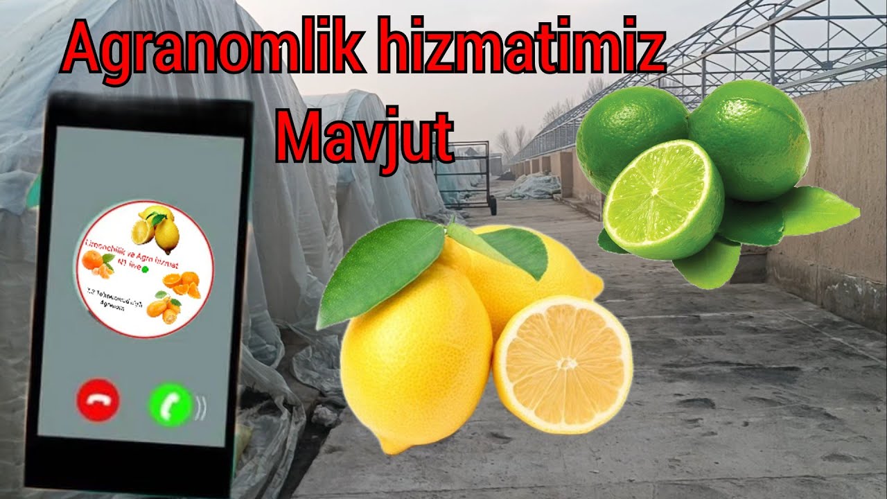 Sirdaryo viloyati Guliston shaxarga tashrifimiz. Agranomlik hizmatimizdan foydalangan dexqonlarimiz.