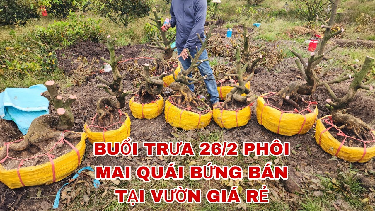 Buổi trưa 26/2 phôi mai quái bứng bán tại vườn giá rẻ ☎️0907813169