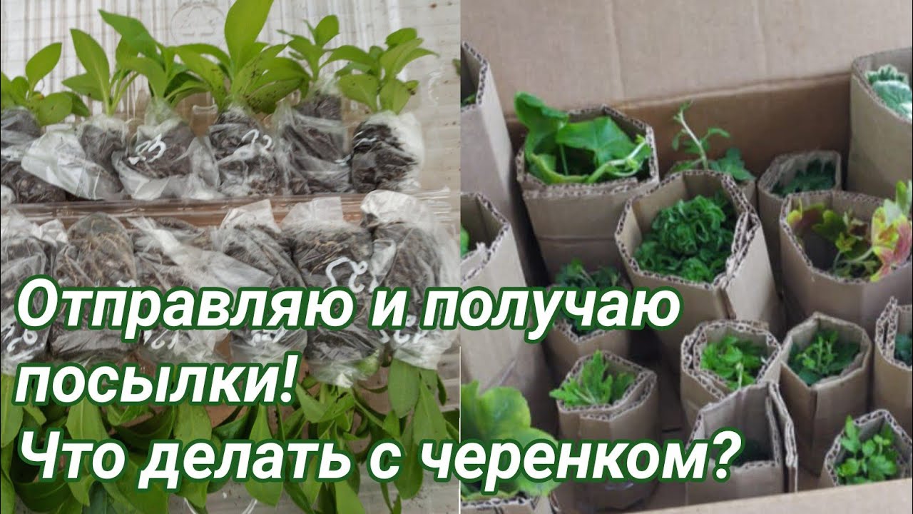 Отправляю посылки и получаю! Что делать с черенком после получения?