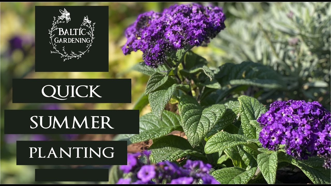 Summer planting video. Annual bedding plants. Planting buddleja. Baltic Gardening