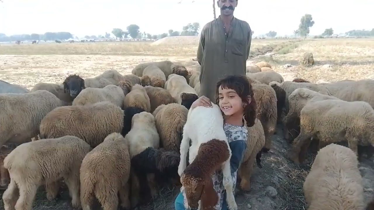 بھیڑ بکریوں کے ریوڑ پر بھیڑیوں کا حملہ