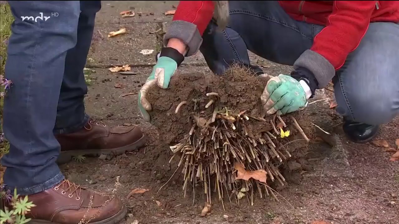 Stauden im Garten ausgraben, teilen und umsetzen | MDR