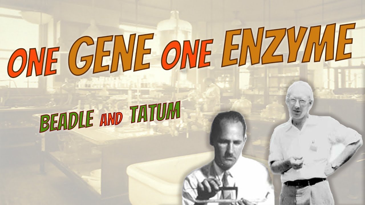 One Gene One Enzyme | Beadle  and Tatum