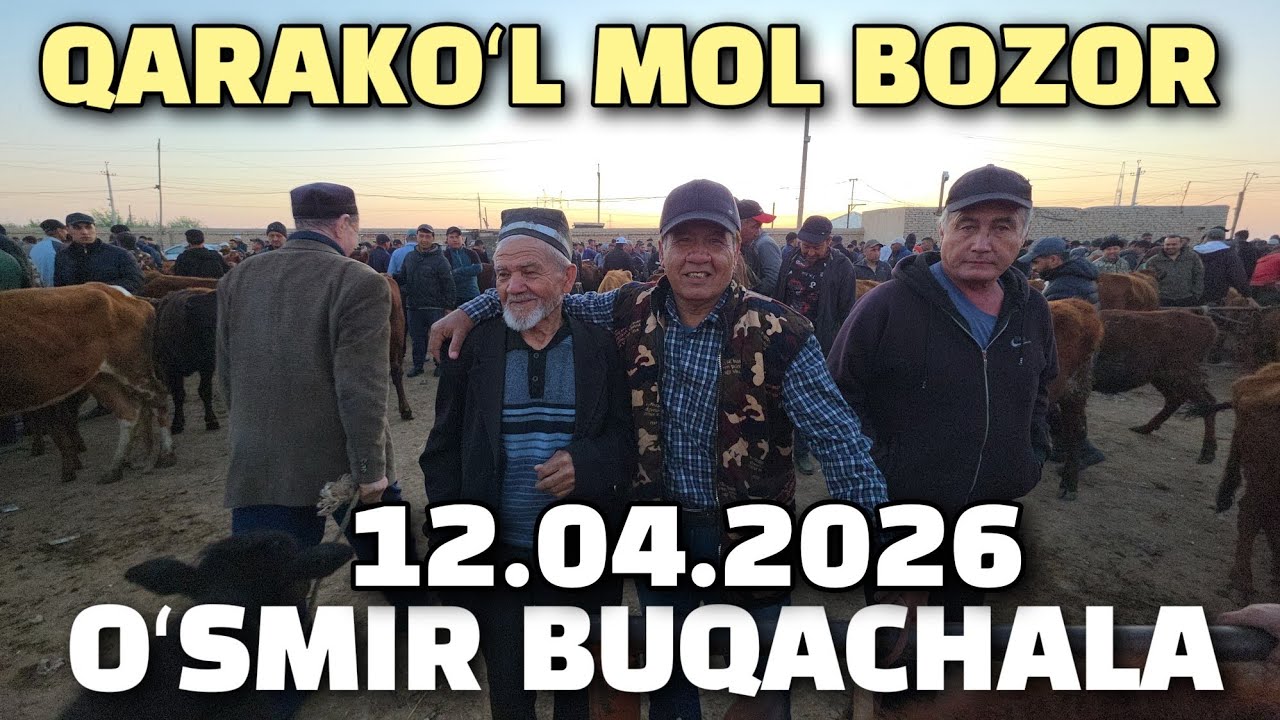 БУХОРО КАРАКУЛ МОЛ БОЗОР 12.04.2026 ЁШ БУКАЧА ГУНОЖИН НАРХЛАР 