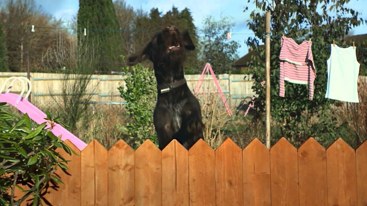 Butcher's Lean & Tasty - This is Dog (2013, UK)