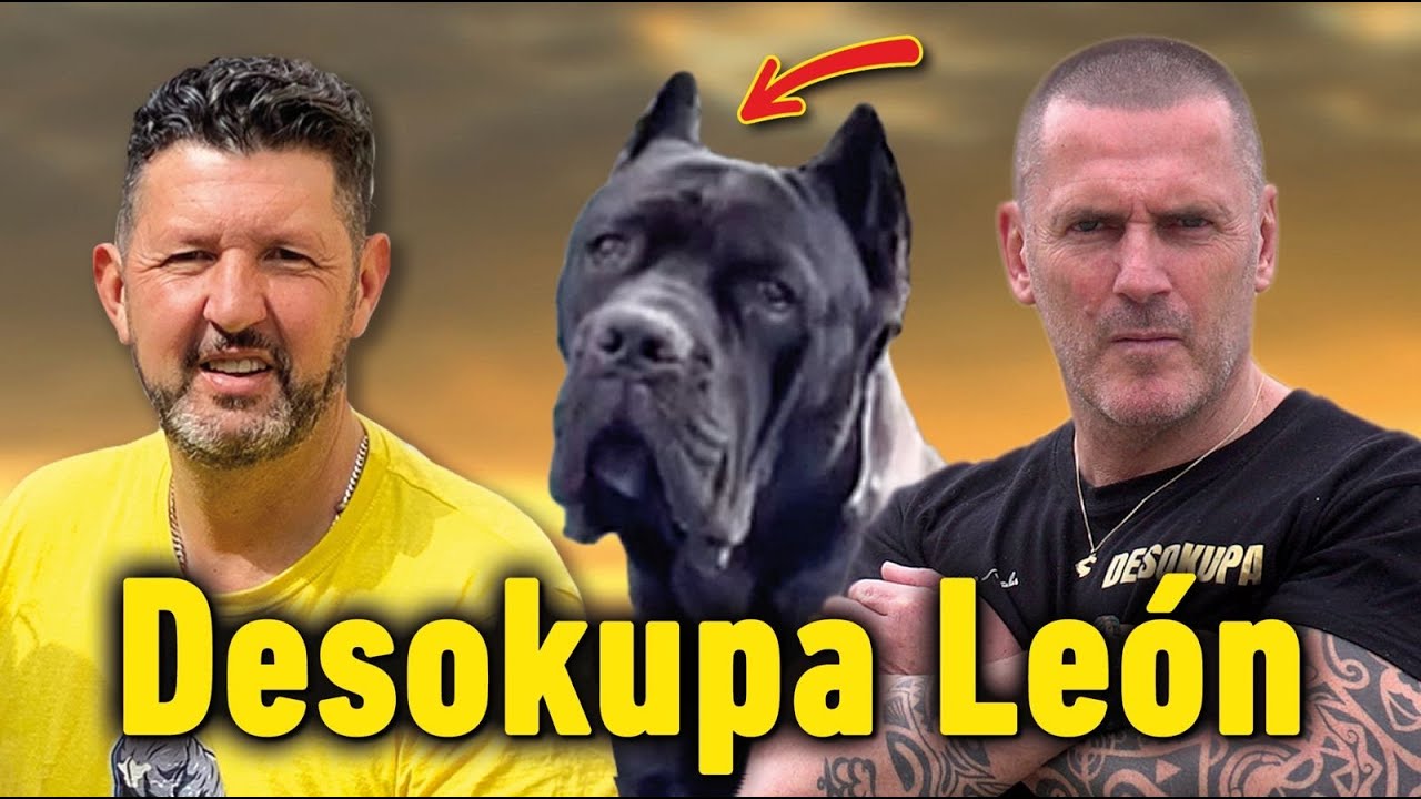 DESOKUPA - EL LEON  CANE CORSO ROLO XMAN LA HISTORIA NUNCA CONTADA