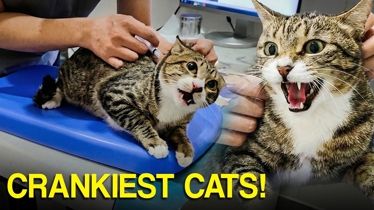 Cats at the Vet: Screaming, Side-Eye & Total Betrayal 😂