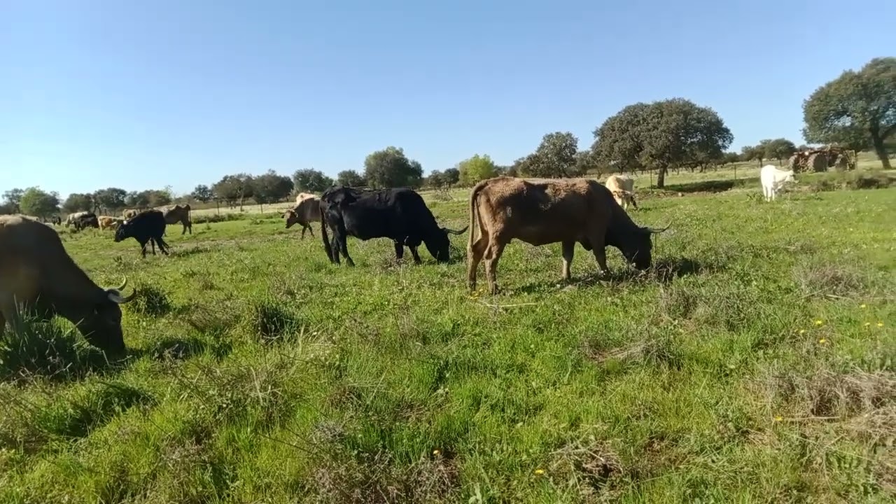 Más ganadería española 