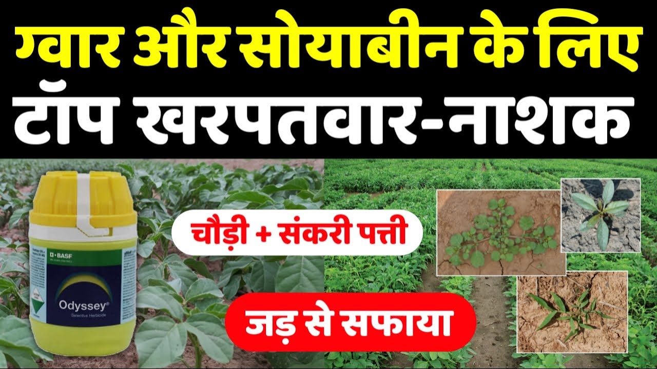 गवार और सोयाबीन के लिए स्पेशल खरपतवार नाशक | सभी प्रकार के घास, चारे का पक्का इलाज | Top Herbicide