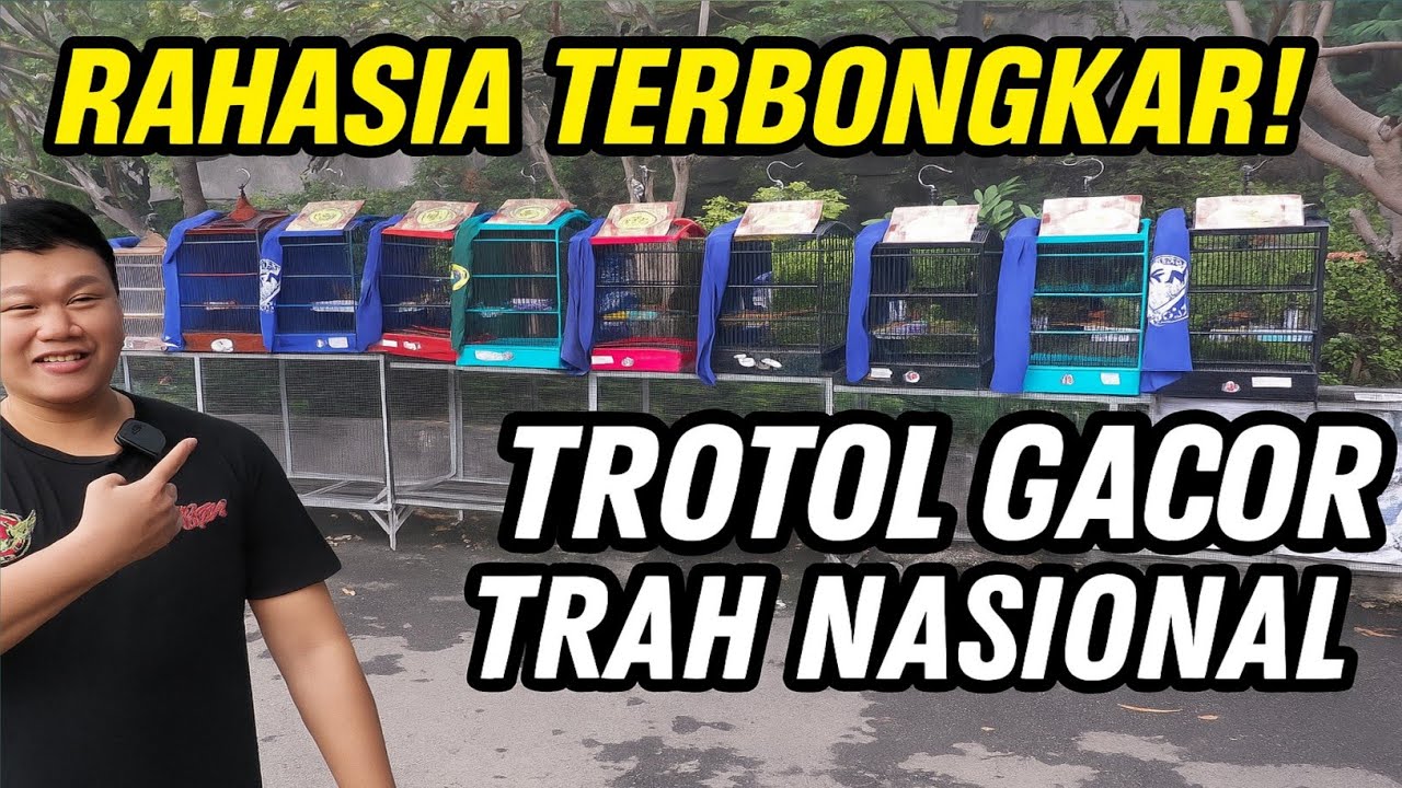 RAHASIA RAI BF TERBONGKAR! MURAI TROTOL GACOR TRAH NASIONAL DIJUAL GAK MASUK AKAL!