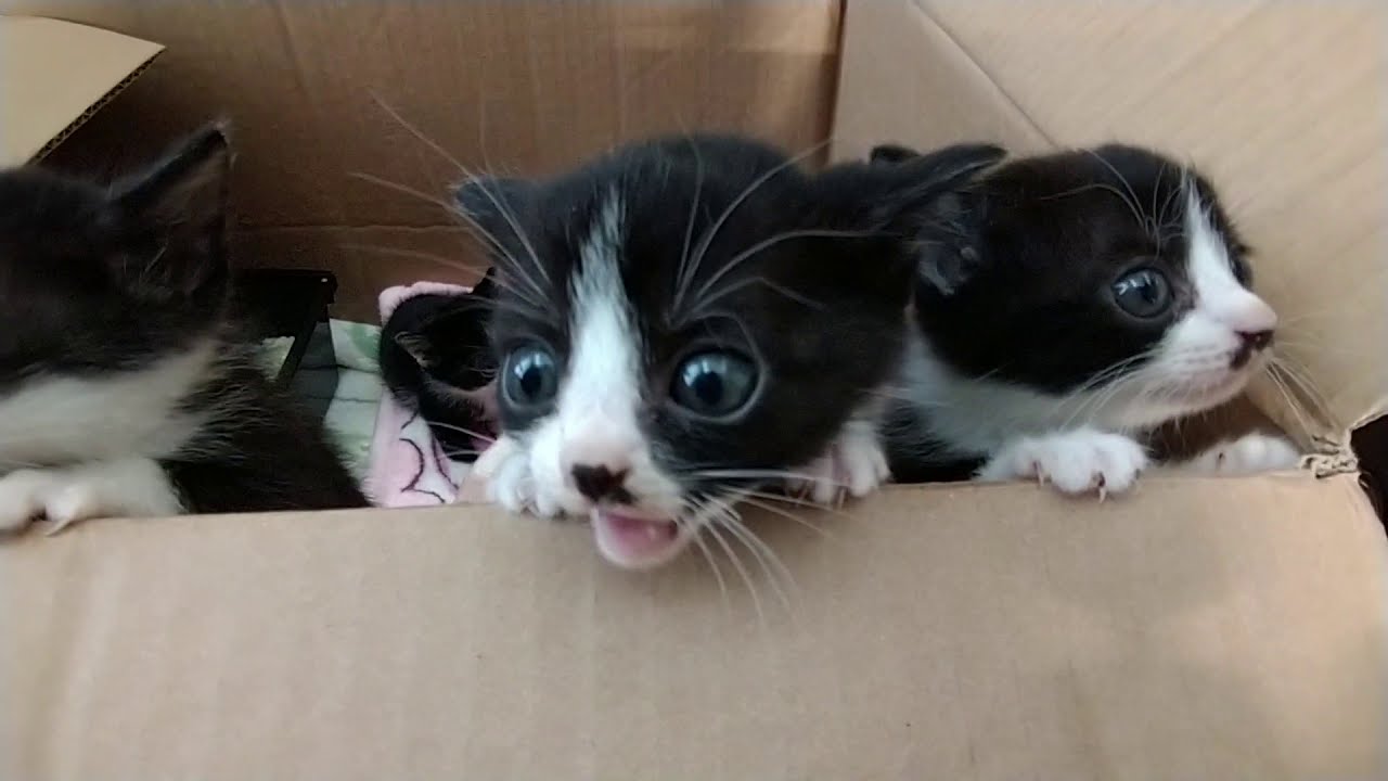 【生後20～21日目のご乱心】お怒りの子猫達の態度が変わってきたミルクの様子