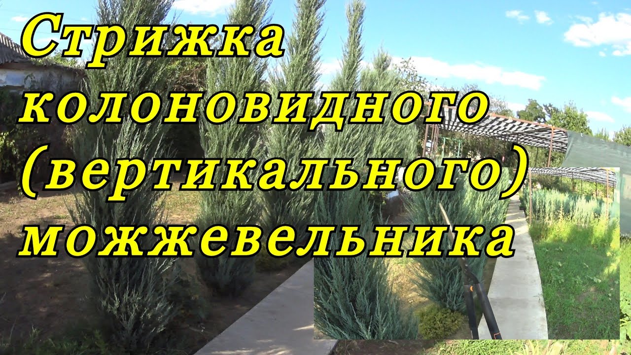 Стрижка (формирование) колоновидного (вертикального) можжевельника.