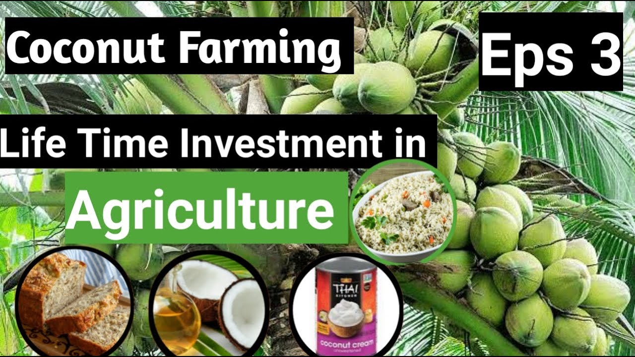 Life Time Investments in Agriculture (Episode 3) Coconut Farming