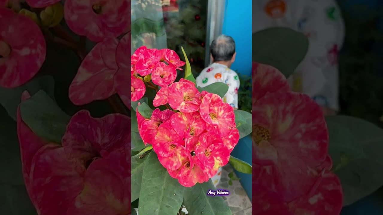 Beautiful flowers and healthy plant #minigarden  #crownofthorns  #yellowrose #gardenplants  #garden 