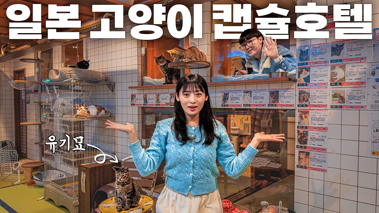한국인은 아직 모르는 오사카 프라이빗 고양이 캡슐호텔🐈 (1인 5만원) | DJI 오즈모 포켓4로 촬영
