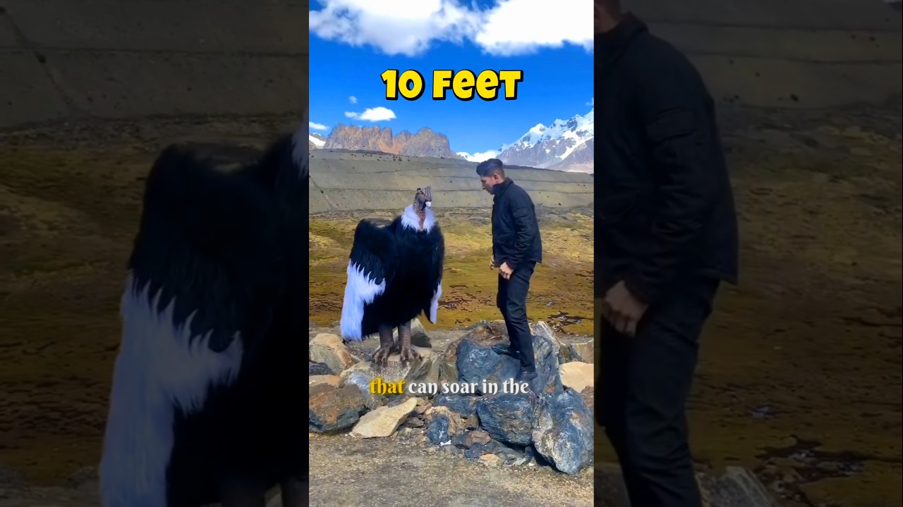 World&rsquo;s Largest Flying Bird 🦅 Andean Condor Facts That Will Shock You! #shorts