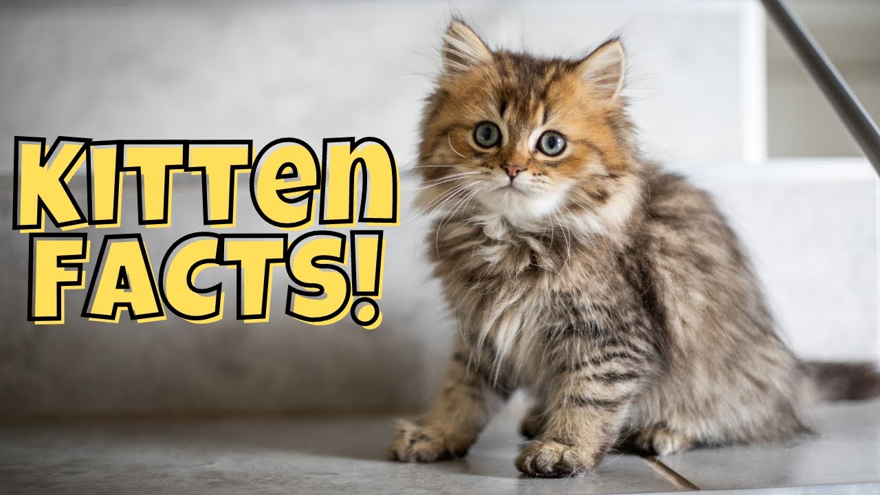 11 Fun Facts About Kittens