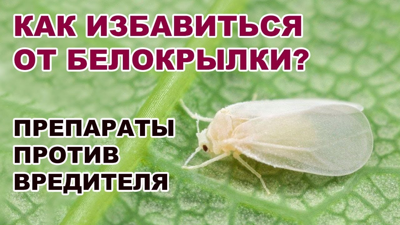 БЕЛОКРЫЛКА. ПРЕПАРАТЫ ПРОТИВ БЕЛОКРЫЛКИ. МЕТОДЫ БОРЬБЫ С ВРЕДИТЕЛЯМИ (03-08-2018)