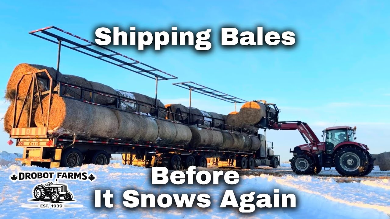 Winter Bale Picking | Truck Arrives In The Morning