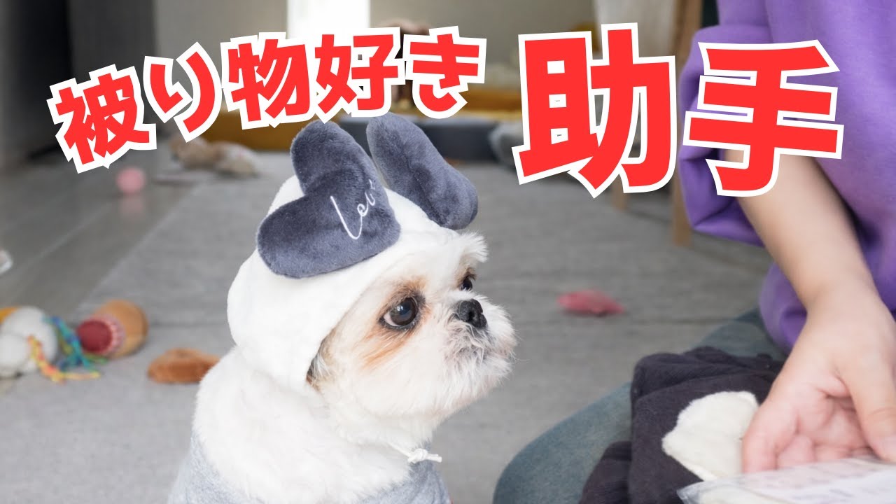 可愛い助手がいるバレンタイン準備…のはずがwww